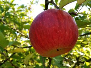Jablka Angold - foto