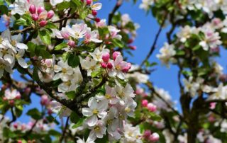 Květy jabloně - Foto